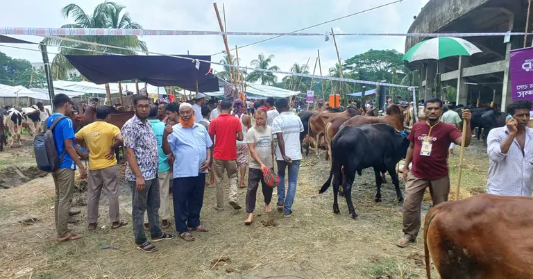 ঝালকাঠির গরুর হাট